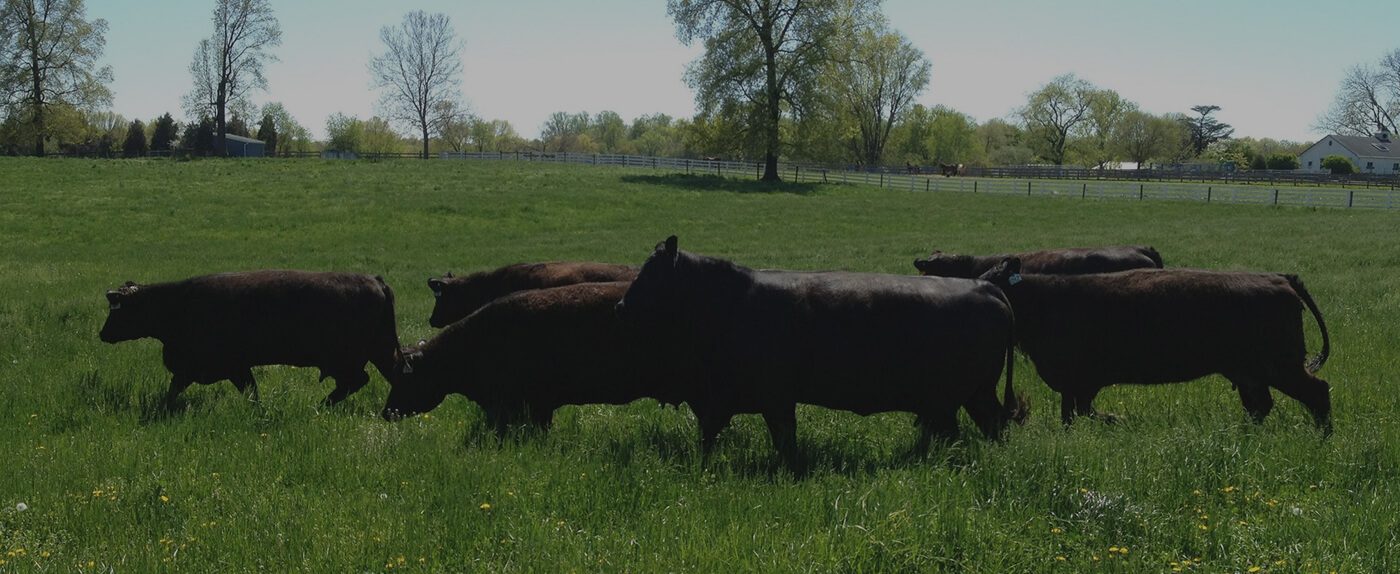 Stafford Angus